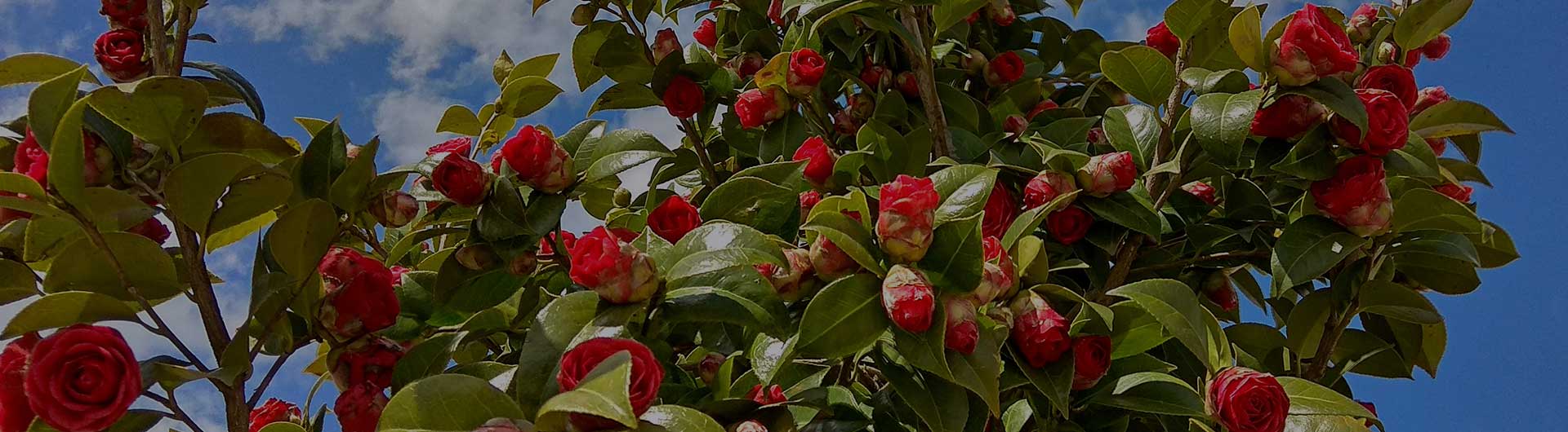 Camellias, Alabama's state flower.