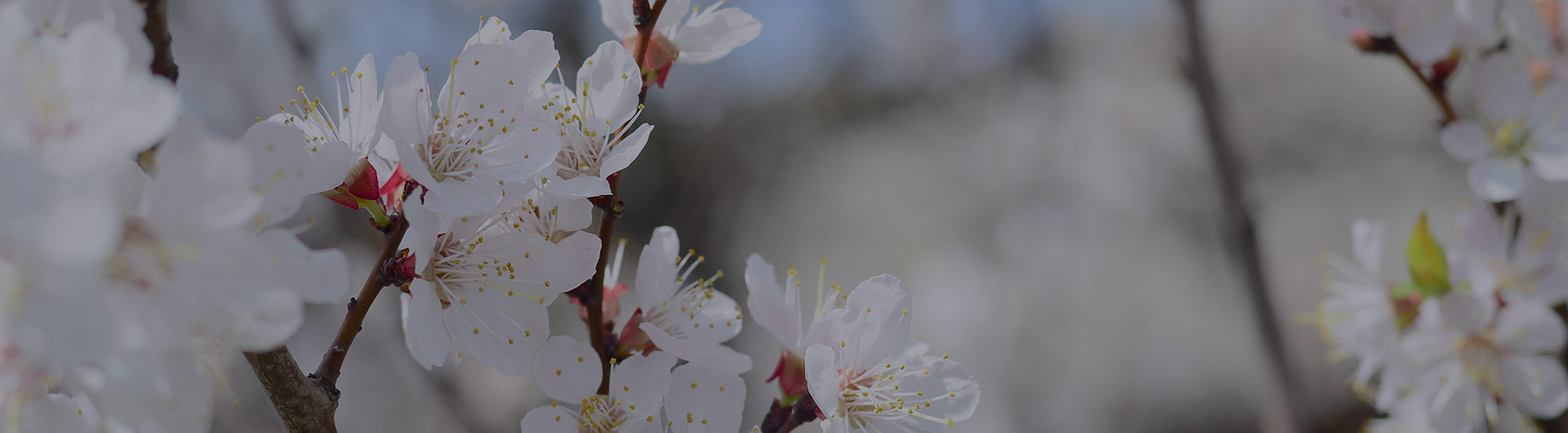 Apple blossoms, Arkansas' state flower.