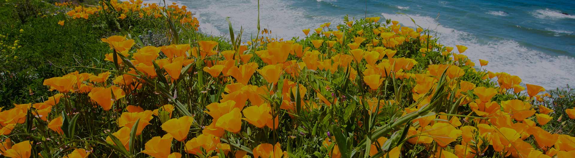 Orange poppies on Californian coast.