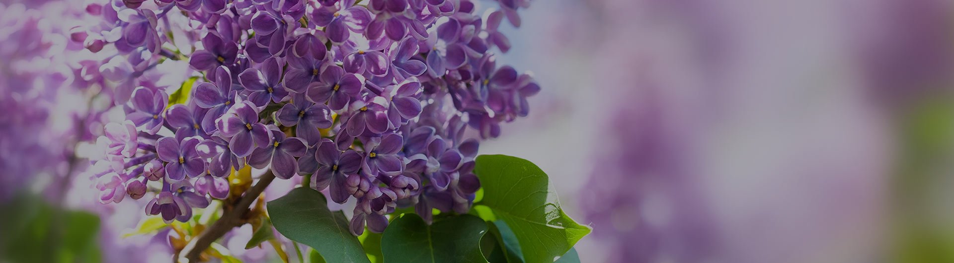 Purple syringa blossoms, Idaho's state flower.