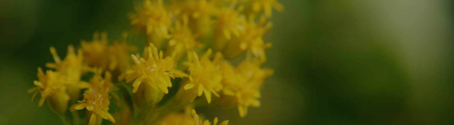 Goldenrod flowers, Kentucky's state flower.