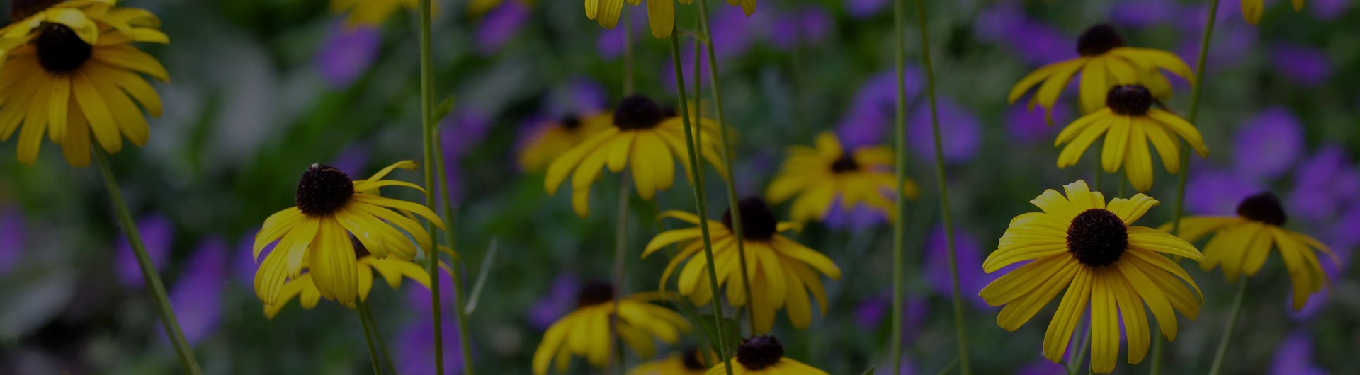 Black-eyed susans, Maryland's state flower.
