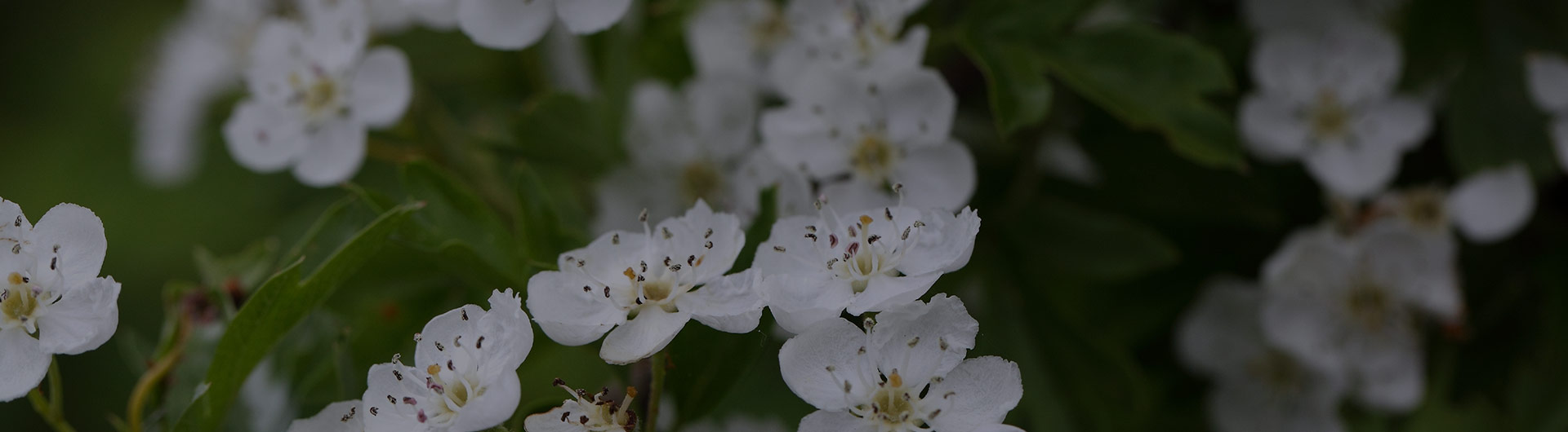 White hawthorn flowers, Missouri's state flower.