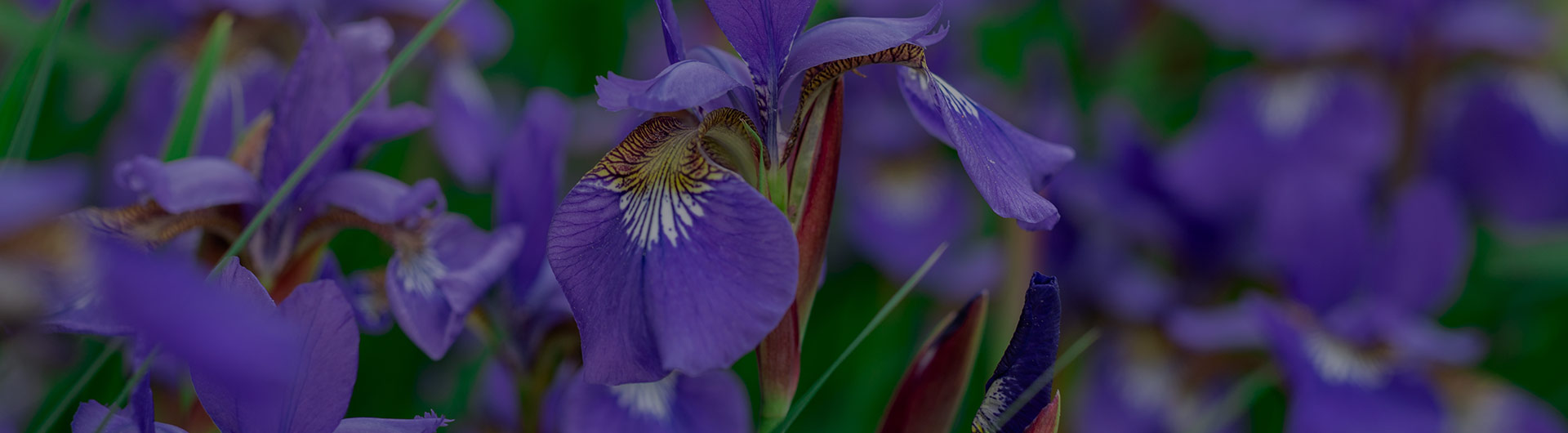 Iris flowers, Tennessee's state flower.