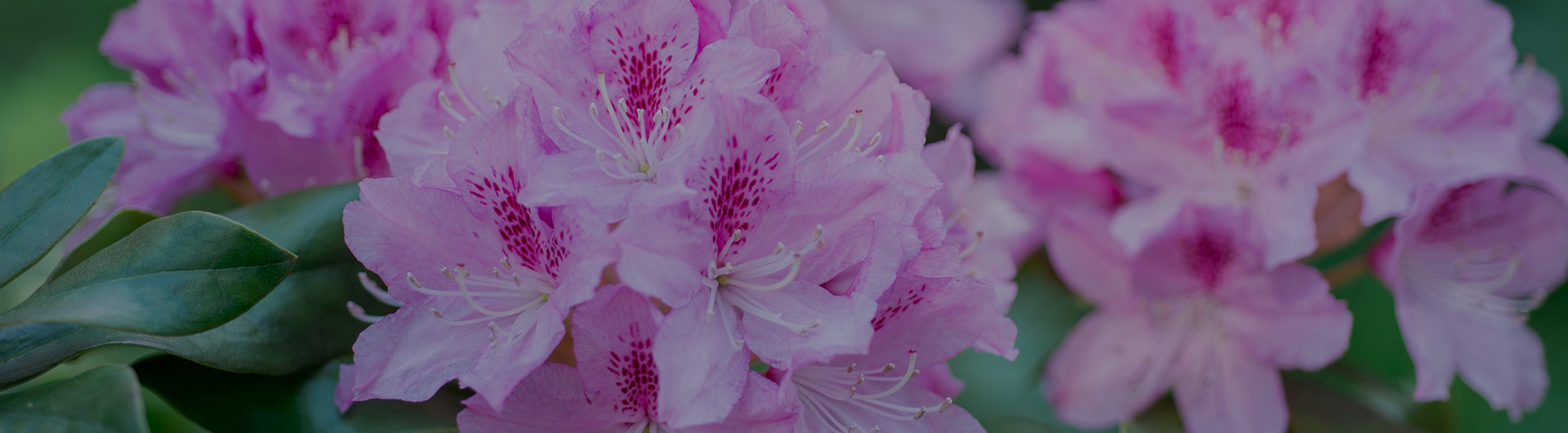 Rhododendron flowers, West Virginia's state flower.