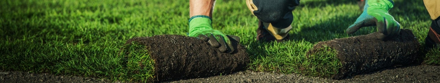 A landscaper laying new sod in a customer's yard. A landscaper laying new sod in a customer's yard.