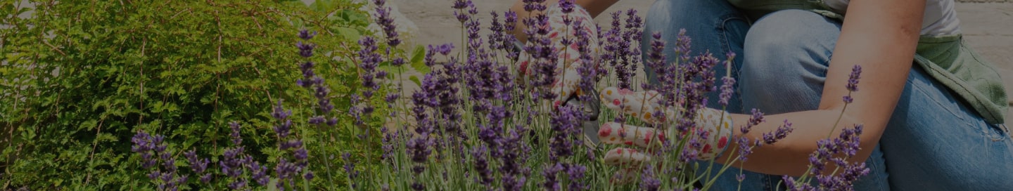 A landscape designer pruning a lavender bush.