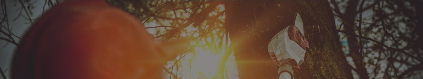 Tree service employee trimming a tree.