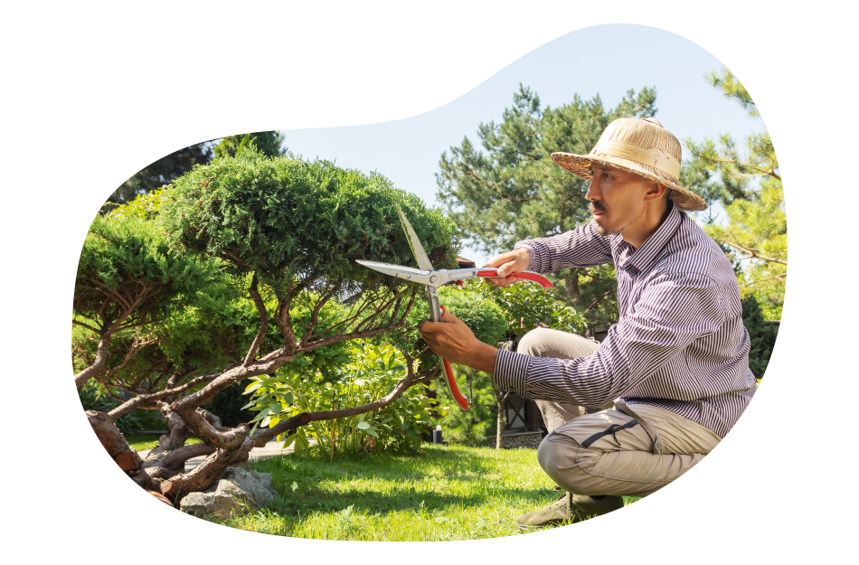 Tree service employee trimming branches. Tree service employee trimming branches.