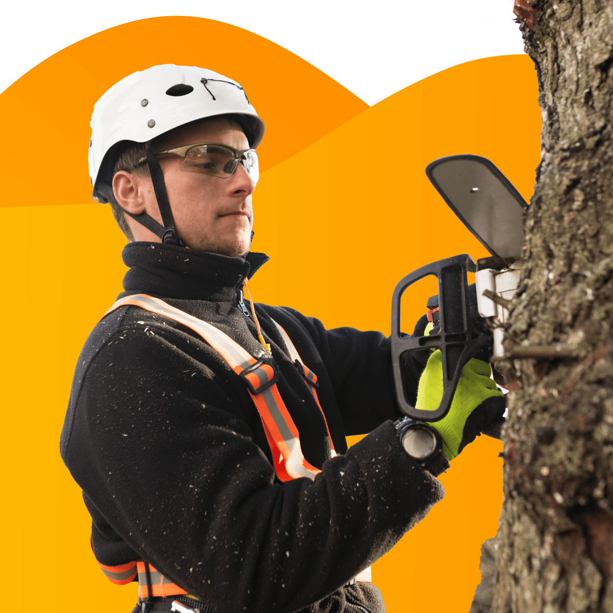 A tree service professional performing a tree removal.