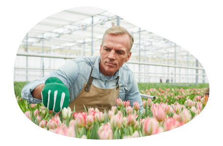 Florist gardening in a greenhouse Florist gardening in a greenhouse