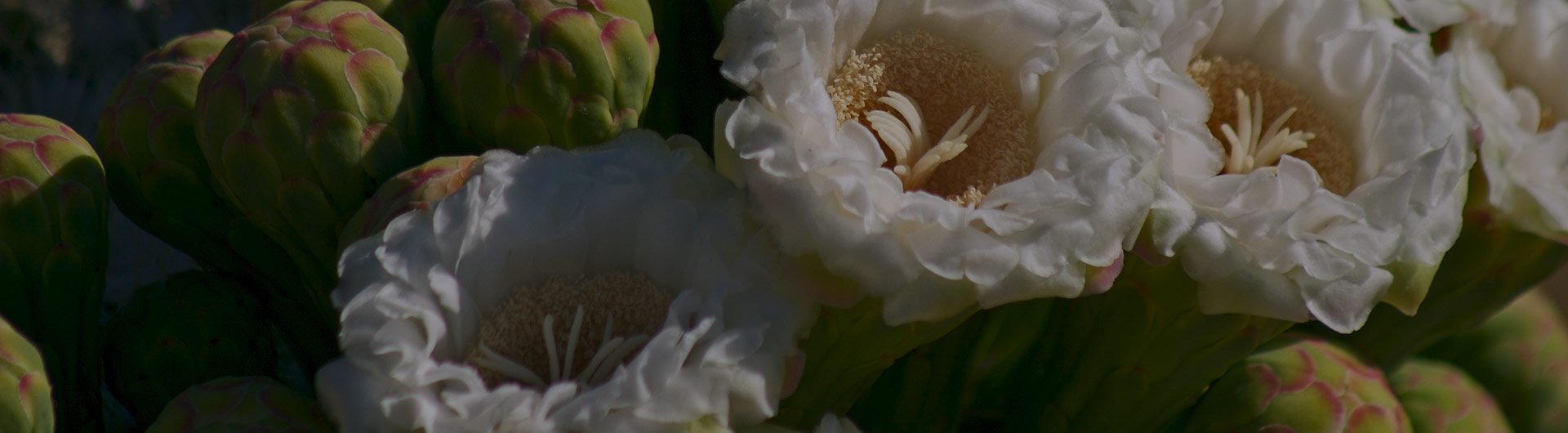 Saguaro blossoms, Arizona's state flower. Saguaro blossoms, Arizona's state flower.
