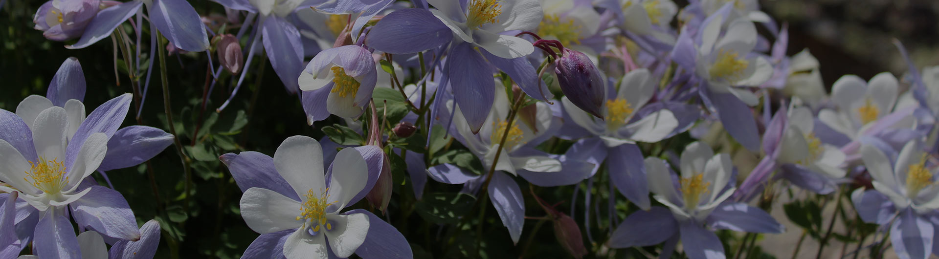 Blue columbine, Colorado's state flower. Blue columbine, Colorado's state flower.