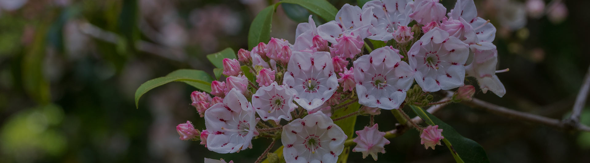 Mountain-laurel, Connecticut's state flower. Mountain-laurel, Connecticut's state flower.