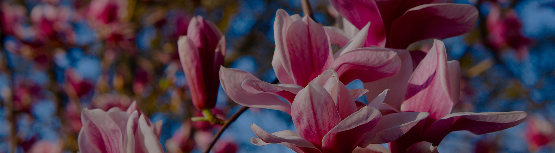 Peach blossoms, Delaware's state flower.