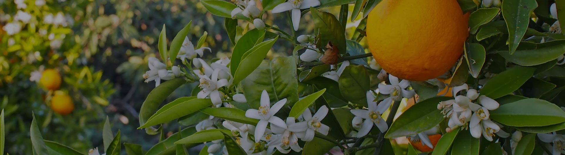 Oranges and blossoms on a tree, Florida's state flower.
