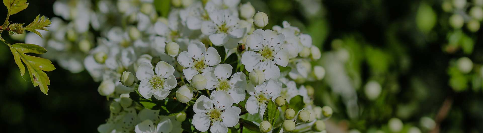 Cherokee Rose blossoms, Georgia's state flower. Cherokee Rose blossoms, Georgia's state flower.