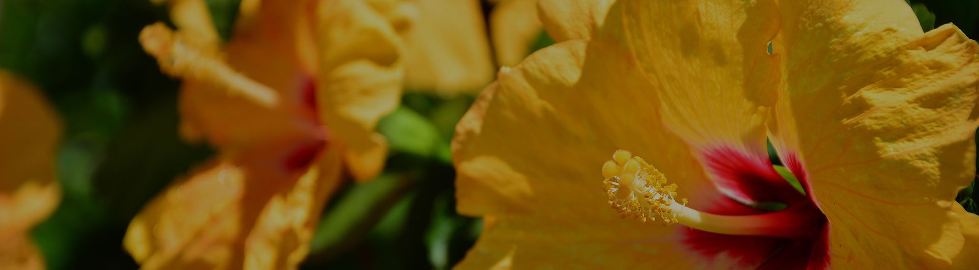 Yellow hibiscus, Hawaii's state flower. Yellow hibiscus, Hawaii's state flower.