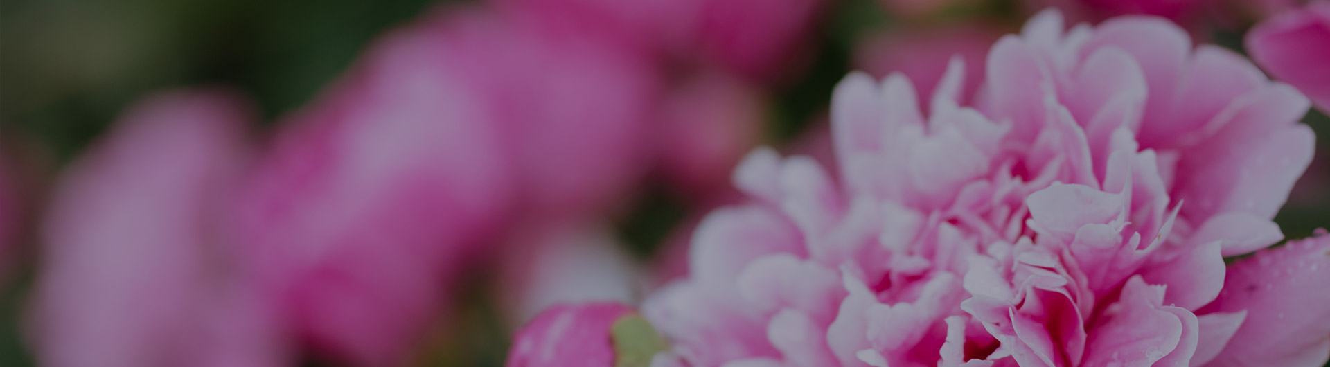 Pink peonies, Indiana's state flower. Pink peonies, Indiana's state flower.