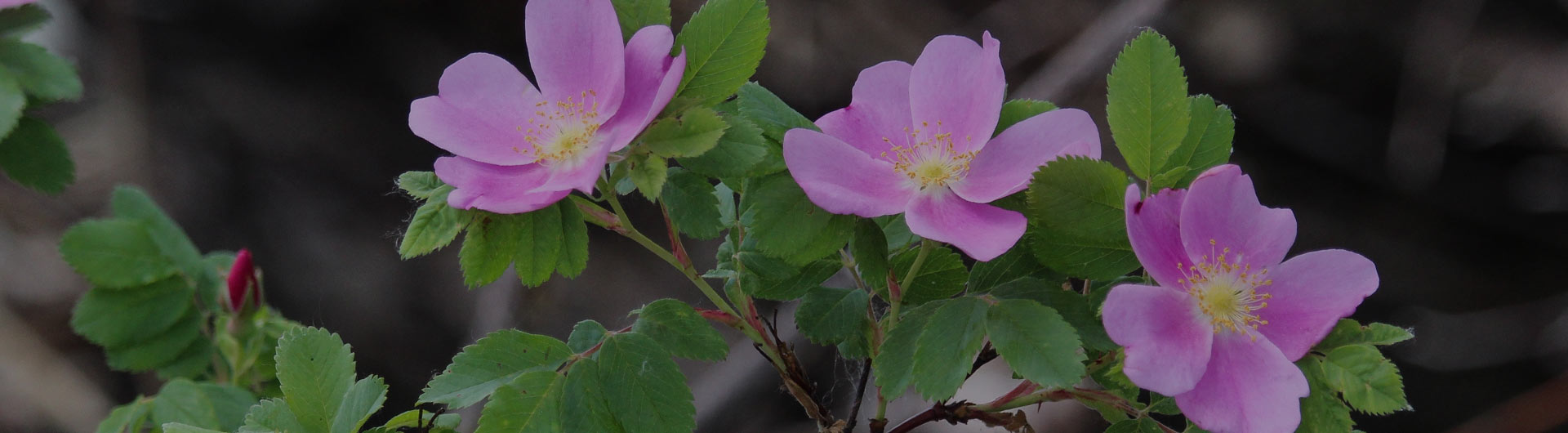 Pink prairie roses, Iowa's state flower.