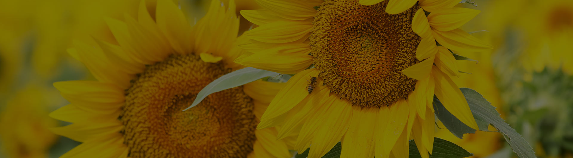 Sunflowers, Kansas' state flower. Sunflowers, Kansas' state flower.