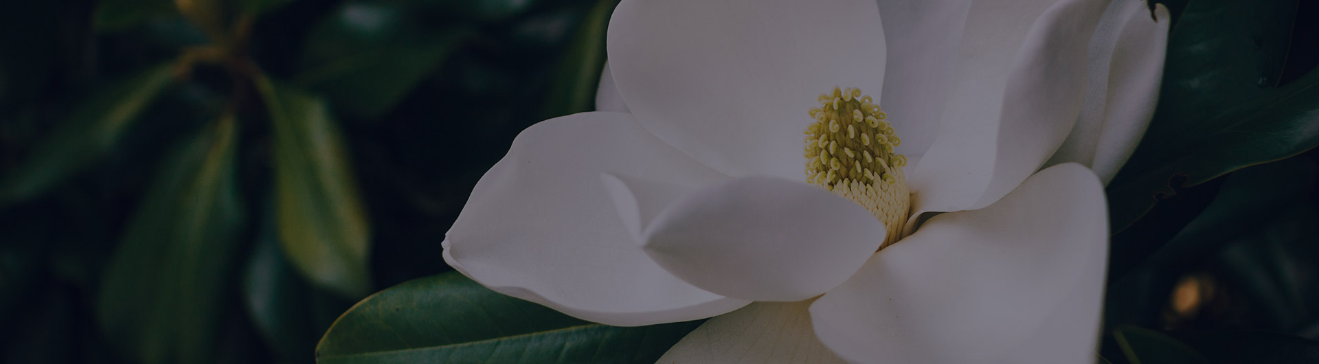 White magnolia flowers, Louisiana's state flower.