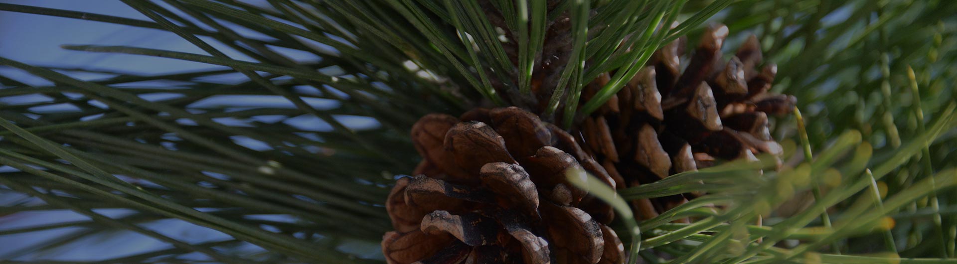 White pine cones, Maine's state flower.