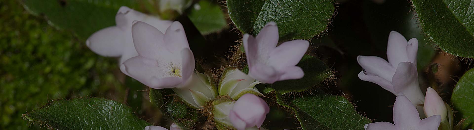 Mayflowers, Massachusetts's state flower.