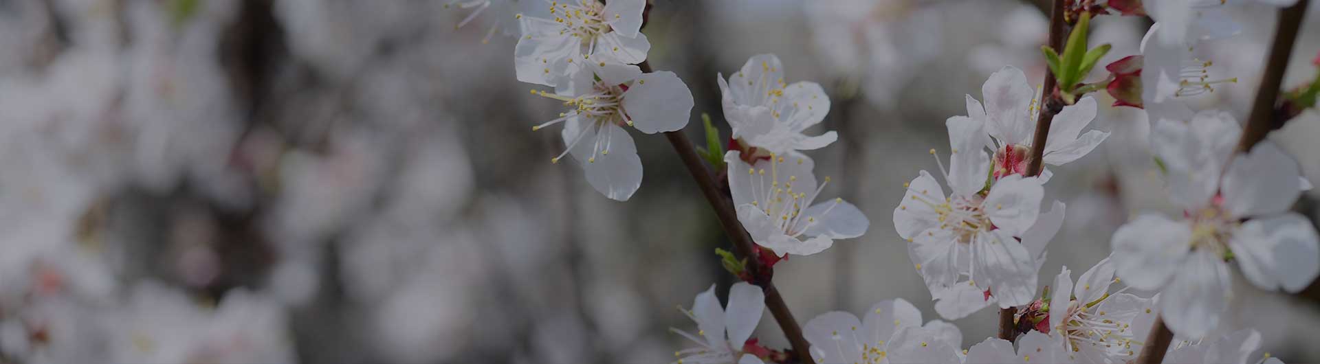 Pink apple blossoms, Michigan's state flower.
