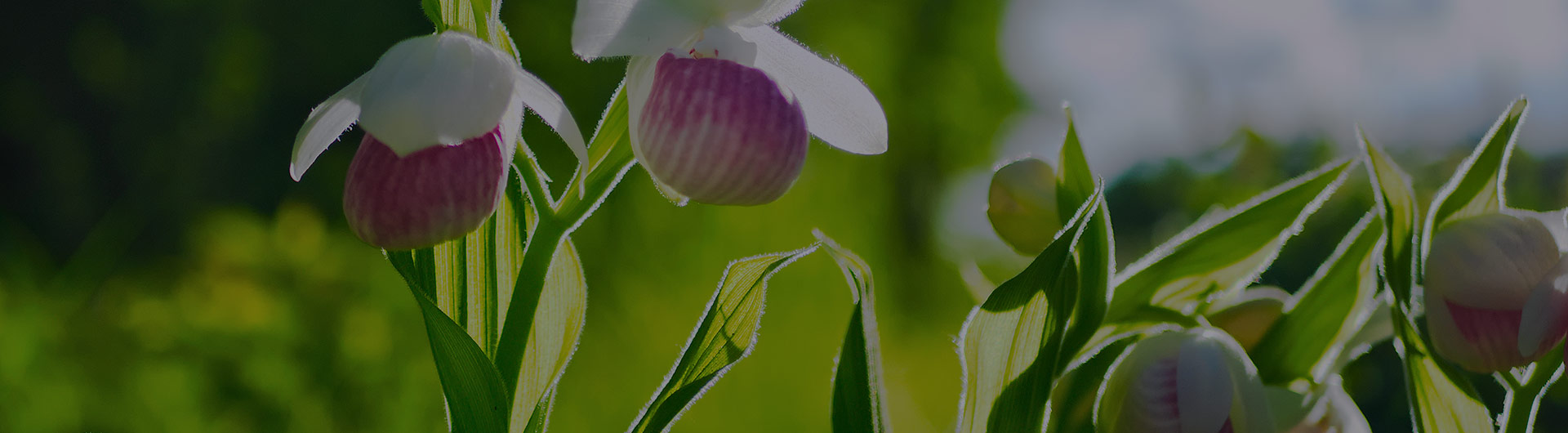 Lady's slippers, Minnesota's state flower.