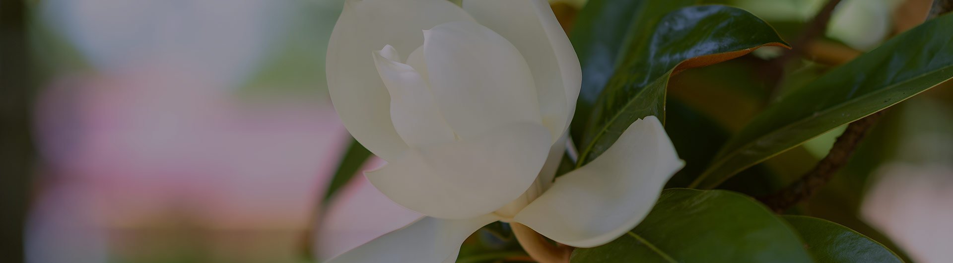 White magnolia, Mississippi's state flower. White magnolia, Mississippi's state flower.