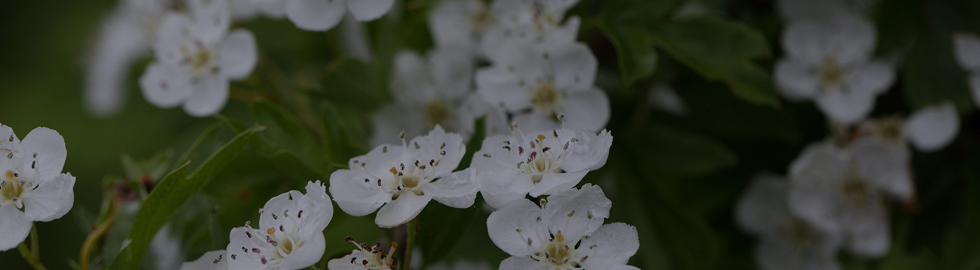 White hawthorn flowers, Missouri's state flower. White hawthorn flowers, Missouri's state flower.