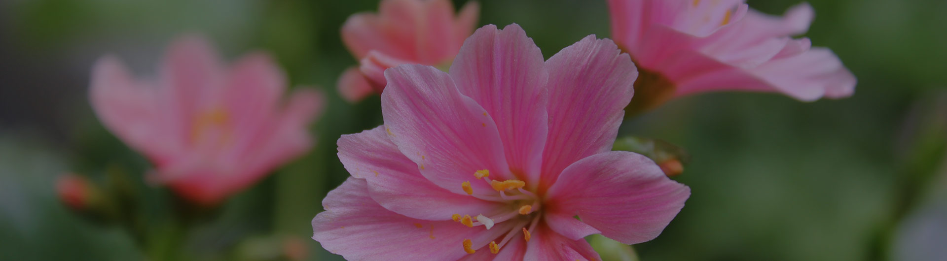 Pink bitterroot flowers, Montana's state flower. Pink bitterroot flowers, Montana's state flower.