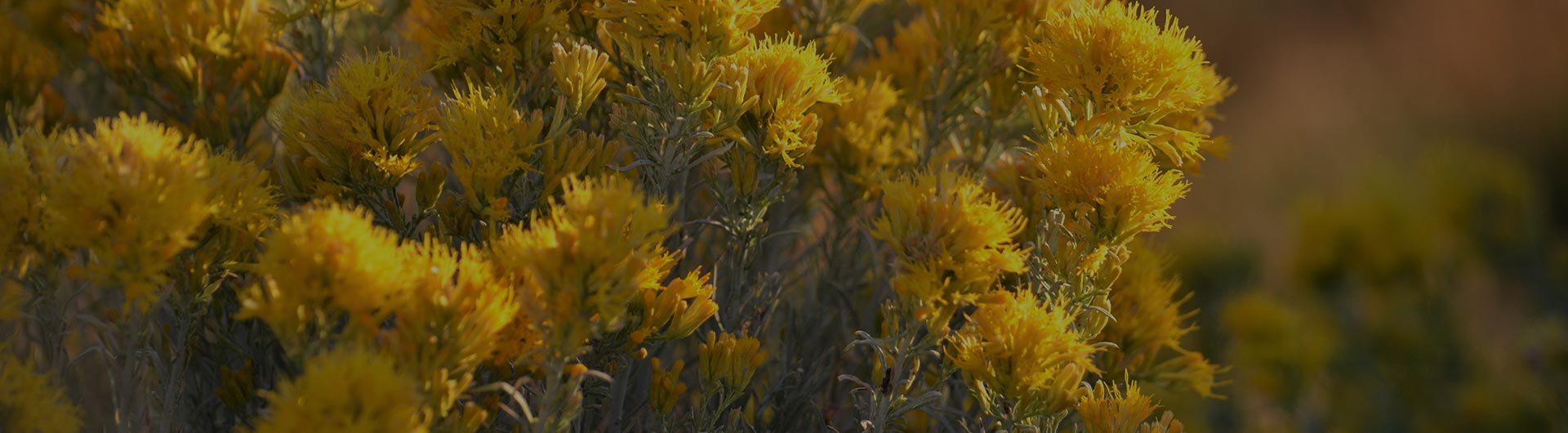 Yellow sagebrush, Nevada's state flower. Yellow sagebrush, Nevada's state flower.