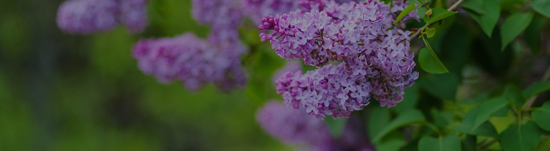 Purple lilac flowers, New Hampshire's state flower. Purple lilac flowers, New Hampshire's state flower.