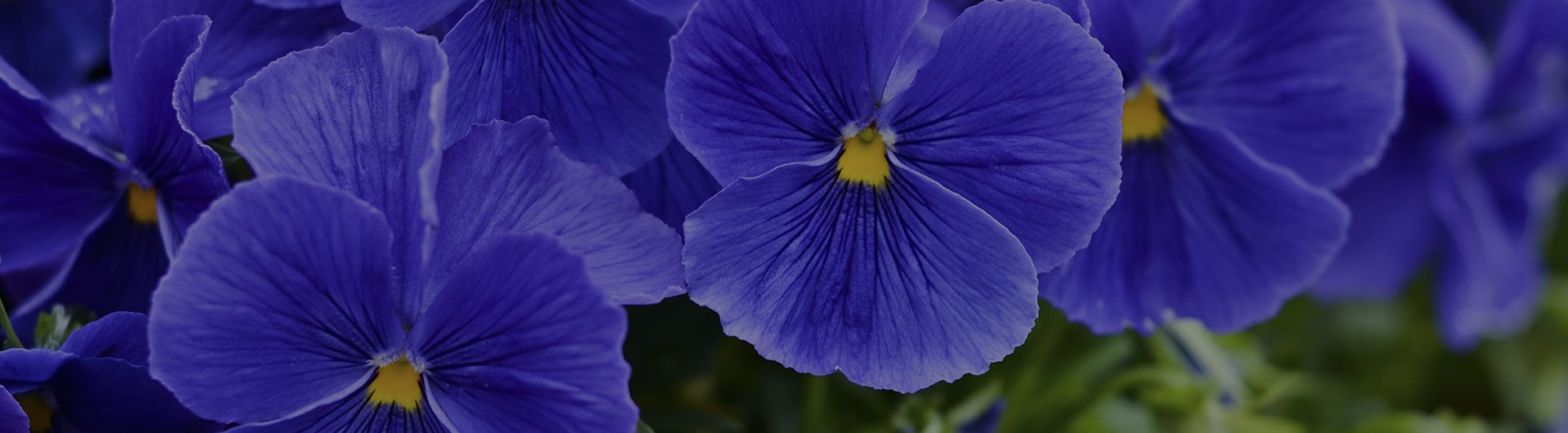 Blue violet flowers, New Jersey's state flower. Blue violet flowers, New Jersey's state flower.