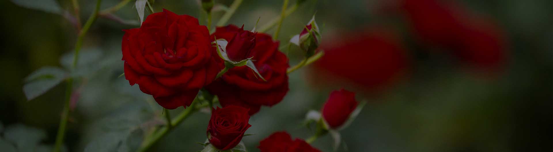 New York's state flower, the red rose. New York's state flower, the red rose.