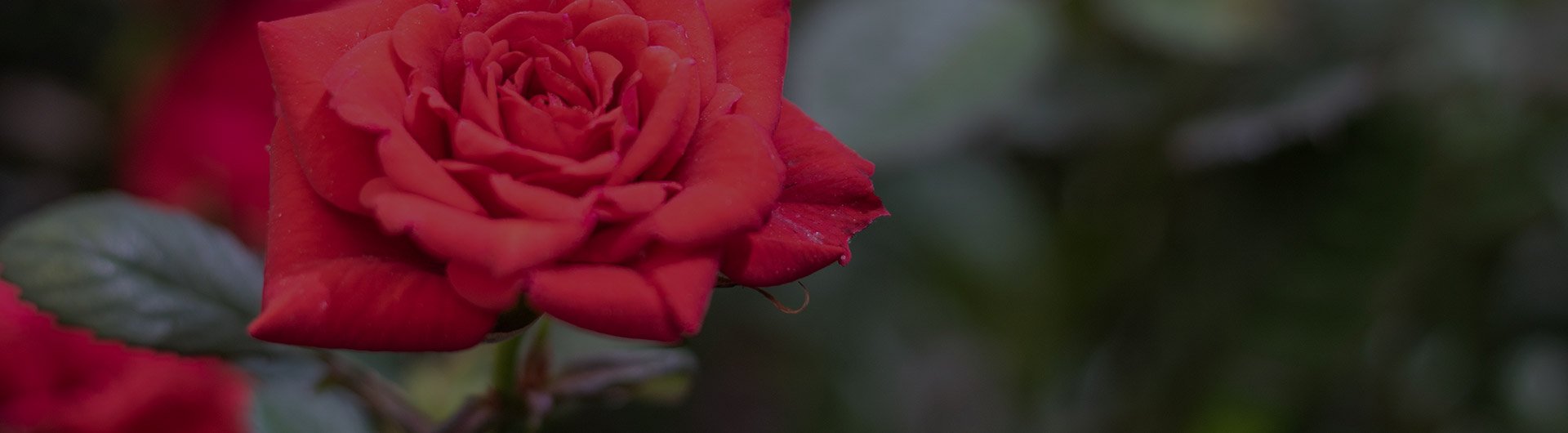 Oklahoma roses. Oklahoma roses.