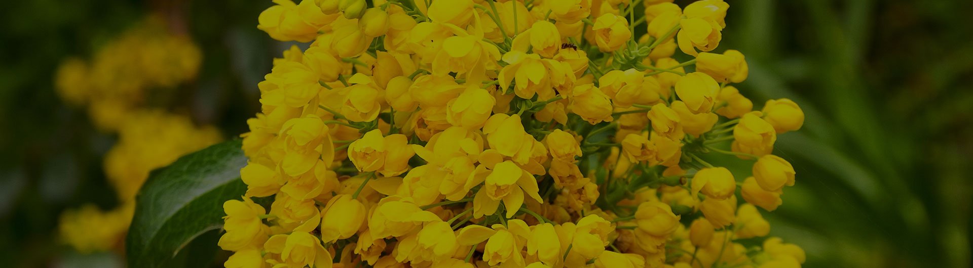 Grape flowers, Oregon's state flower. Grape flowers, Oregon's state flower.