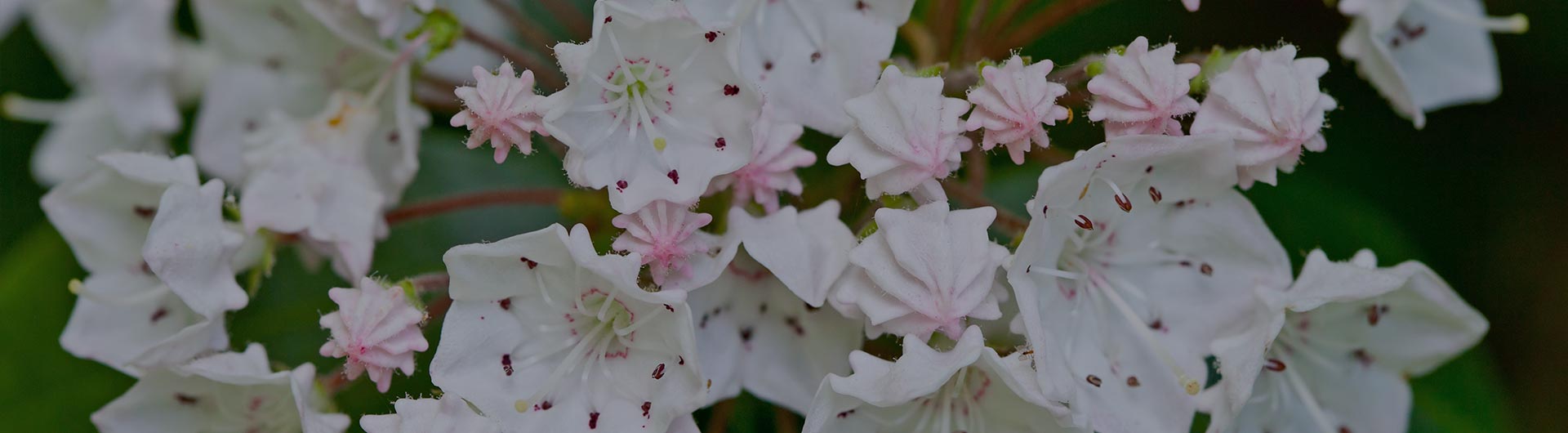 Mountain-laurel, Pennsylvania's state flower. Mountain-laurel, Pennsylvania's state flower.
