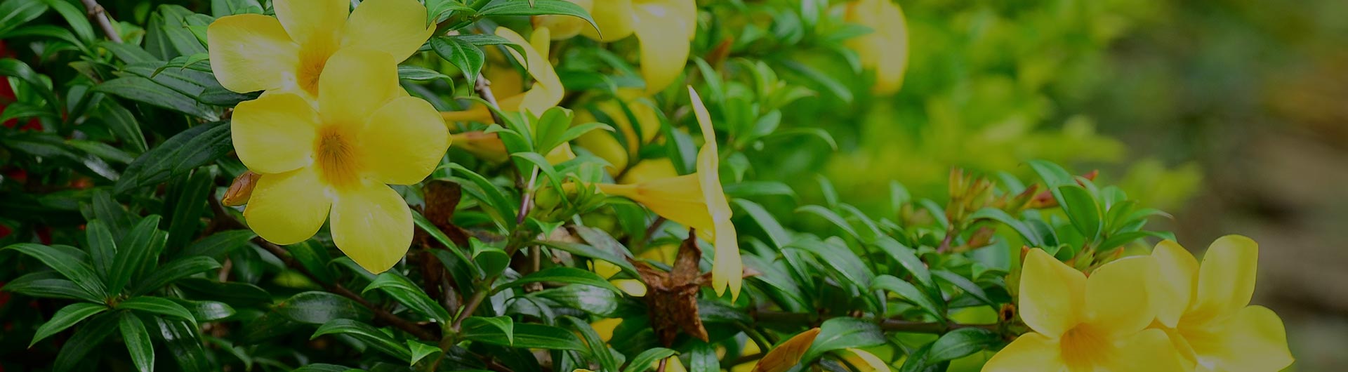 Yellow jessamine flowers, South Carolina's state flower.