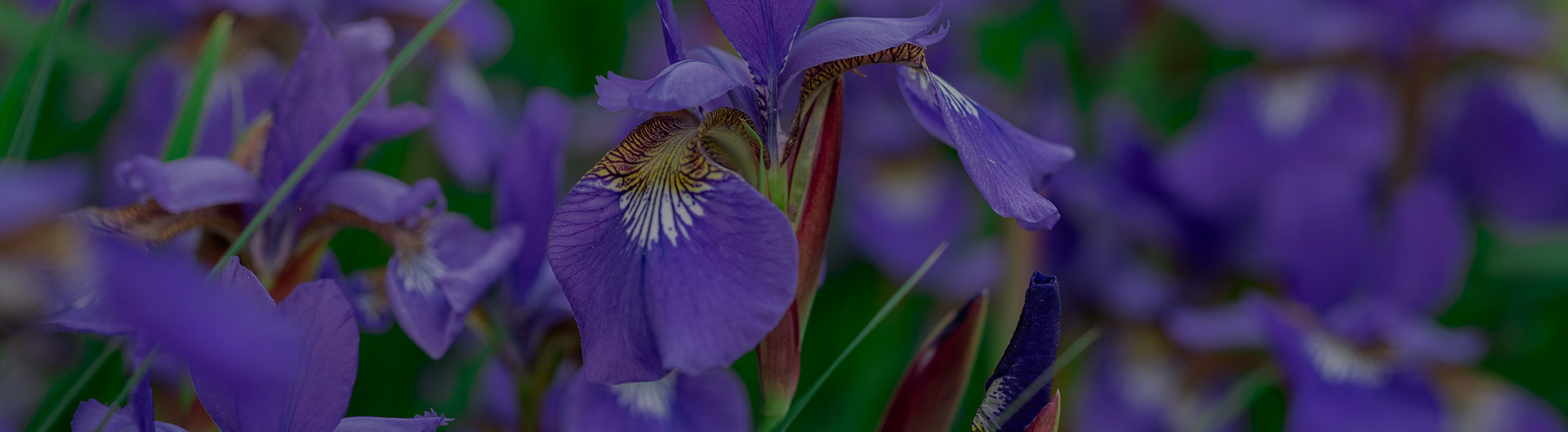 Iris flowers, Tennessee's state flower. Iris flowers, Tennessee's state flower.
