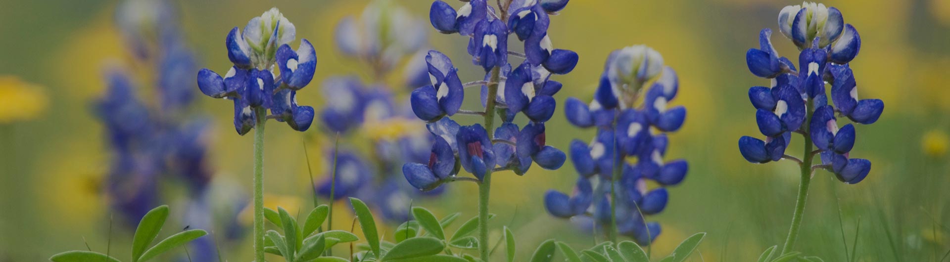 Bluebonnet wildflower, Texas' state flower. Bluebonnet wildflower, Texas' state flower.
