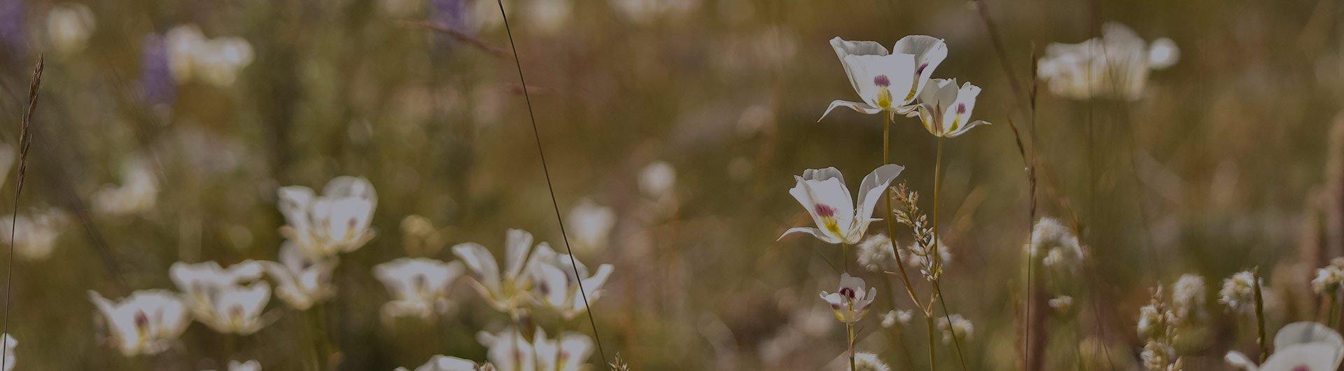 Sego lily, Utah's state flower. Sego lily, Utah's state flower.