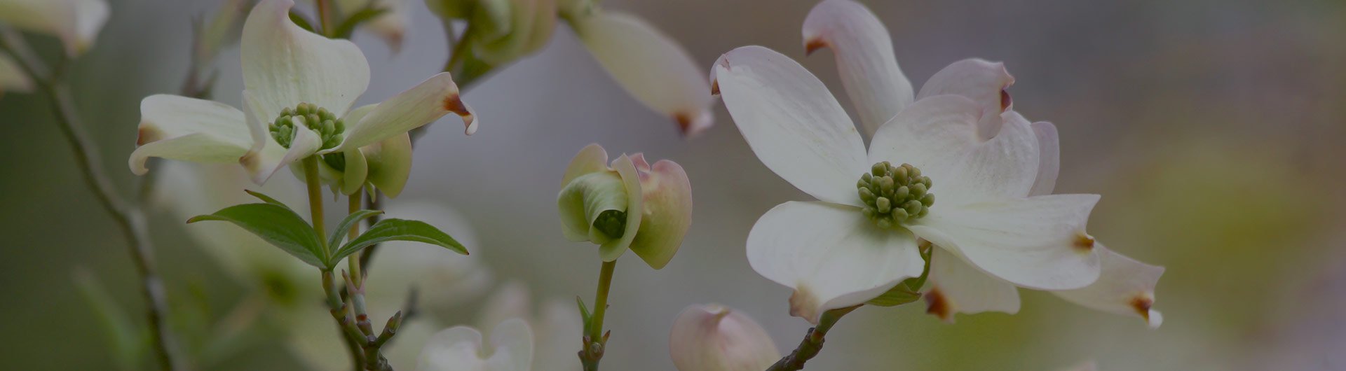 Flowering dogwood, Virginia's state flower. Flowering dogwood, Virginia's state flower.