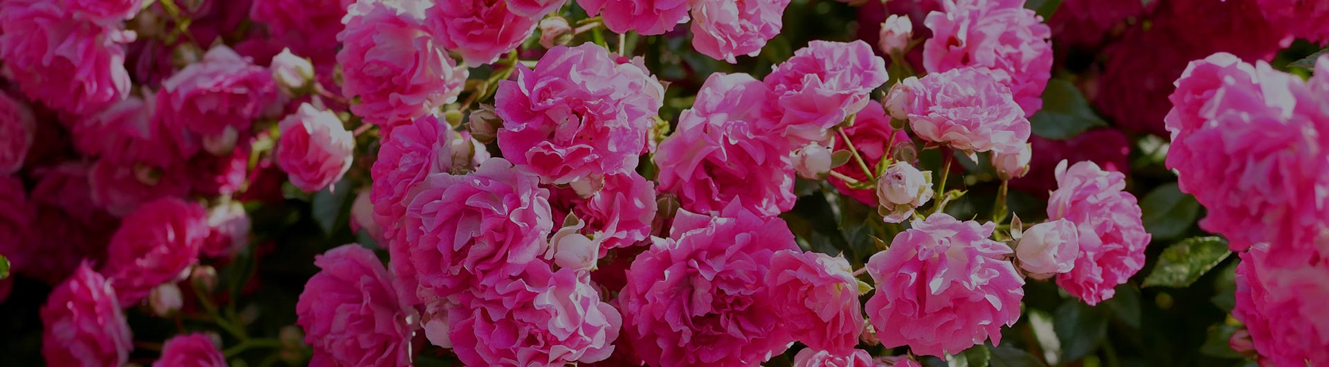 American Beauty Rose, Washington D.C.'s state flower. American Beauty Rose, Washington D.C.'s state flower.