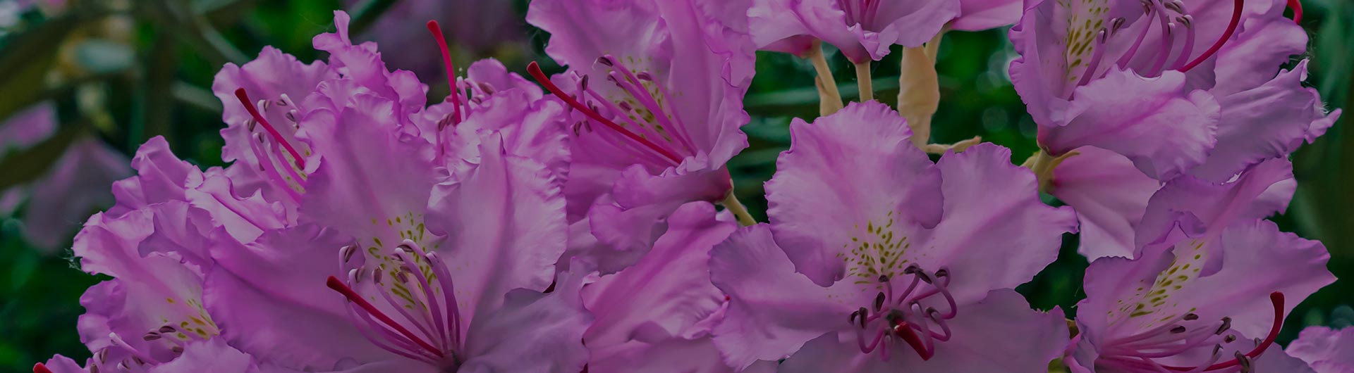 Pacific rhododendrons, Washington's state flower. Pacific rhododendrons, Washington's state flower.