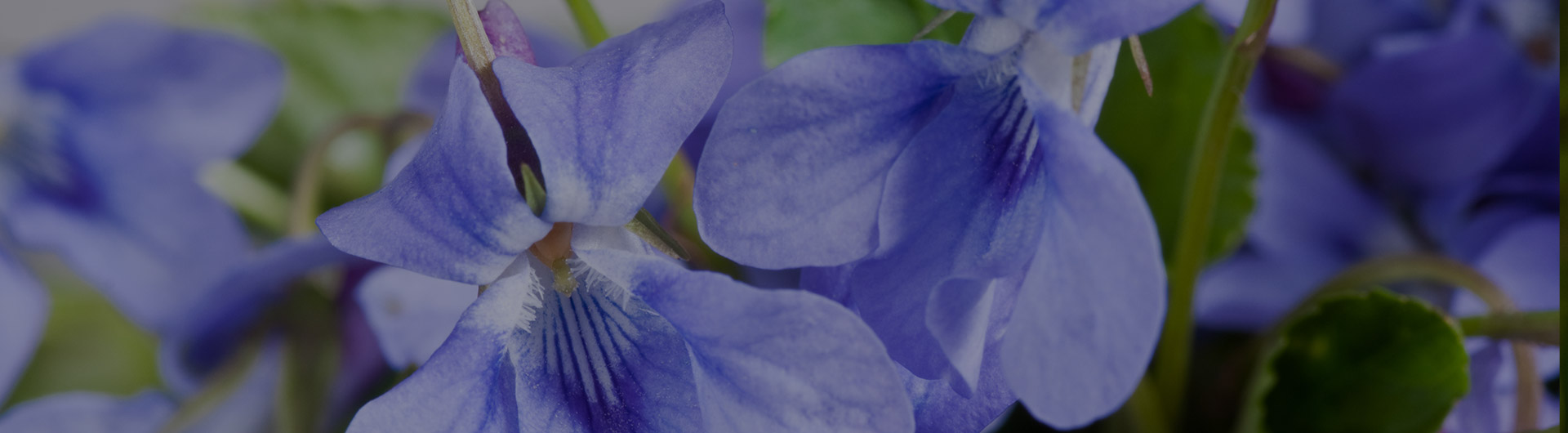 Forget-me-nots, Wisconsin's state flower. Forget-me-nots, Wisconsin's state flower.
