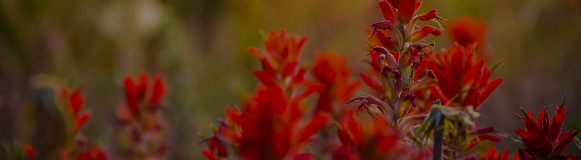 Indian paintbrush, Wyoming's state flower. Indian paintbrush, Wyoming's state flower.